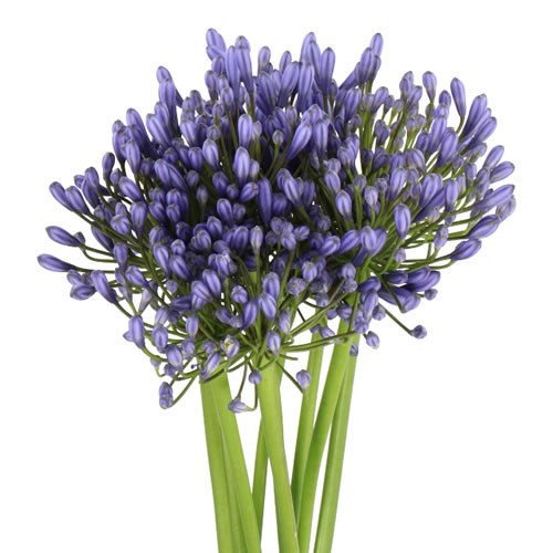 AGAPANTHUS SUSAN