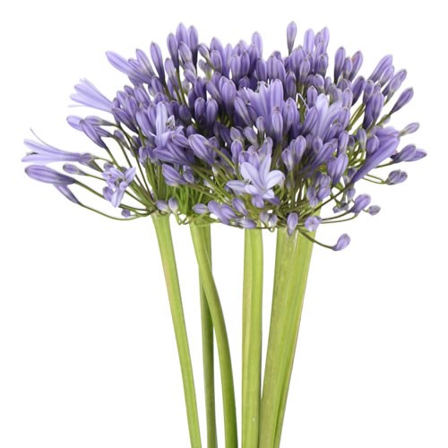 AGAPANTHUS SWEDISH BLUE