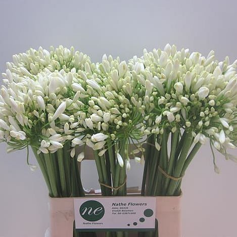 AGAPANTHUS UMBELLATUS ALBUS