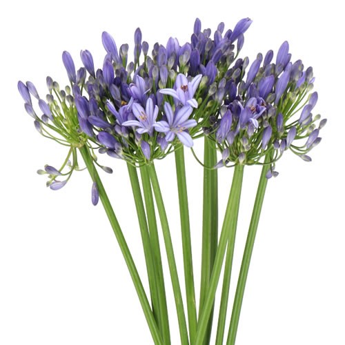 AGAPANTHUS URI