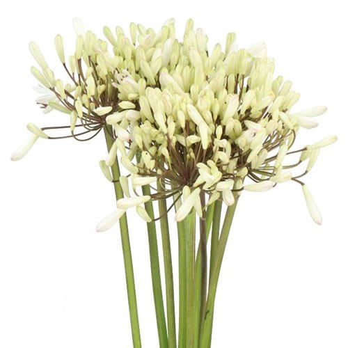 AGAPANTHUS WHITE BEAUTY