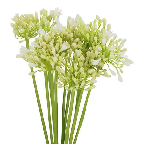AGAPANTHUS WHITE GRACE