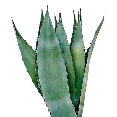 AGAVE AMERICANA