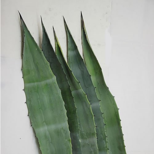 AGAVE AMERICANA