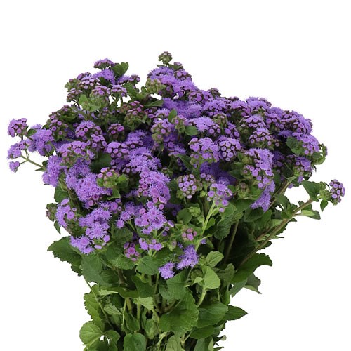AGERATUM BLUE PLANET