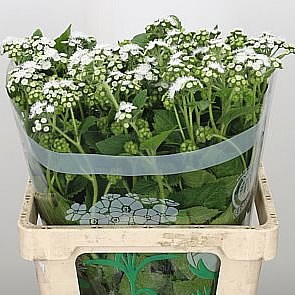 AGERATUM FOREVER WHITE