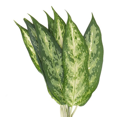 AGLAONEMA STRIPES