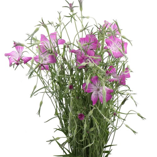 AGROSTEMMA QUEEN PURPLE