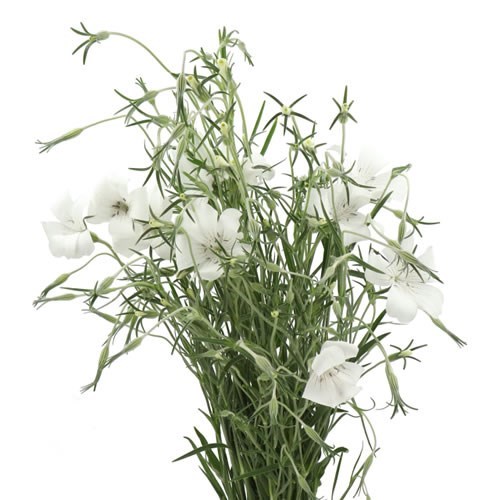 AGROSTEMMA QUEEN WHITE