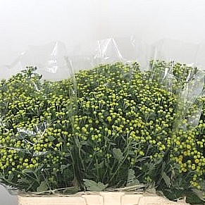 AJANIA YELLOWDAY