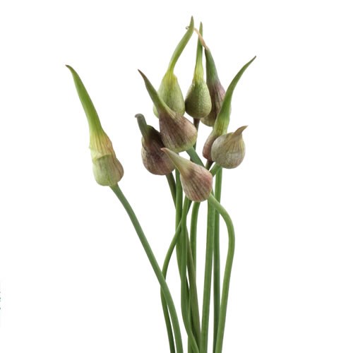 ALLIUM AMARANTE