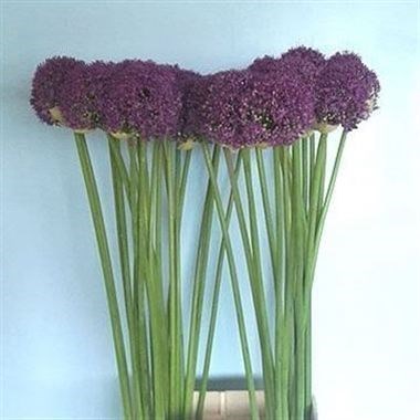 ALLIUM AMBASSADOR