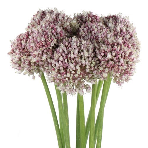 ALLIUM AMPELOPRASUM