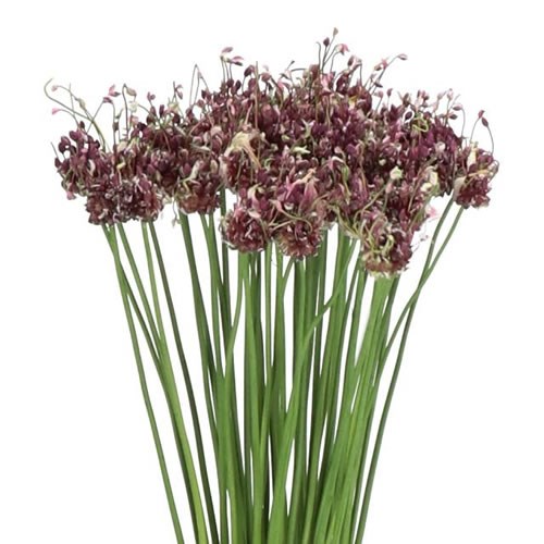 ALLIUM ARTEMISIA
