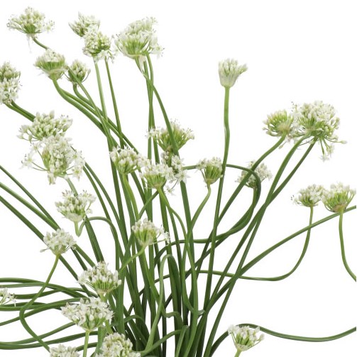 ALLIUM AUTUMN BEE ATTRACTION