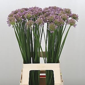 ALLIUM BRENSI