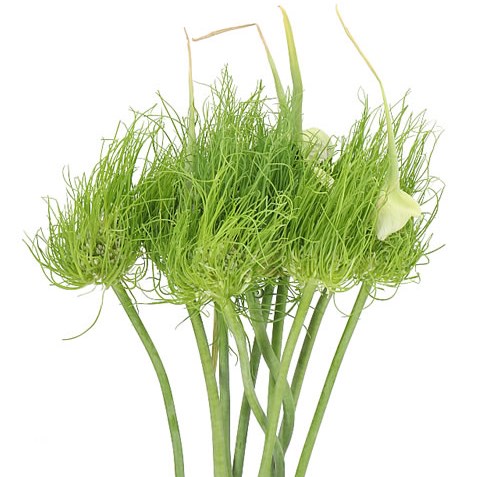 ALLIUM CATWEAZLE