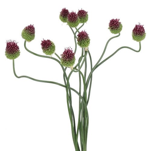 ALLIUM DANCING TANGHO