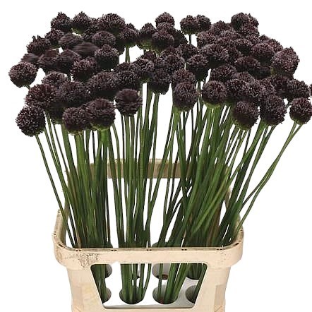 ALLIUM FORELOCK