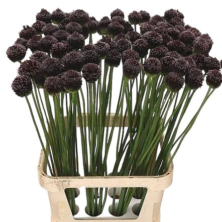 ALLIUM FORELOCK