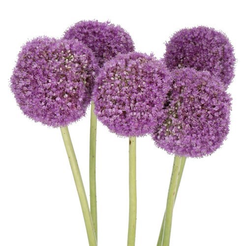 ALLIUM GIGANTEUM