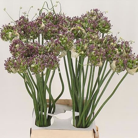 ALLIUM GREEN DROPS