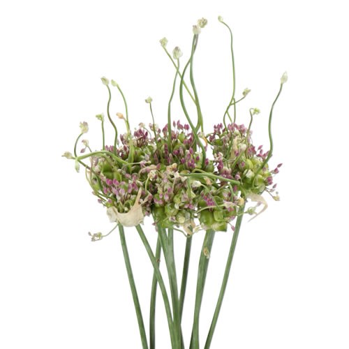 ALLIUM GREEN DROPS