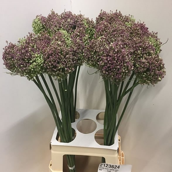 ALLIUM HAIRY FRIEND