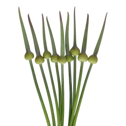 ALLIUM JUDITH