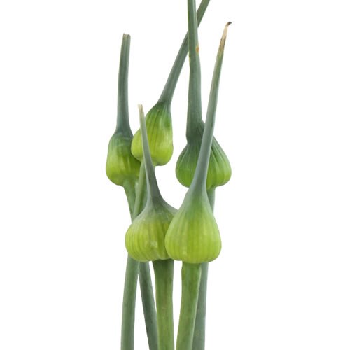 ALLIUM KENTON