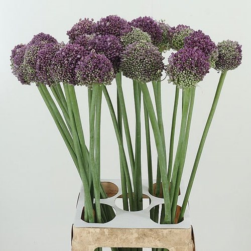 ALLIUM LILAC DOME