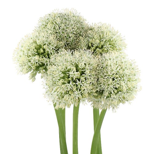 ALLIUM MOUNT EVEREST