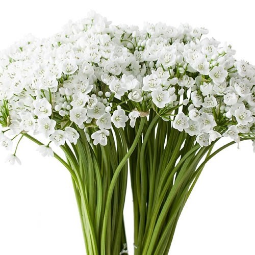 ALLIUM NEAPOLITANUM (SPRAY) WHITE
