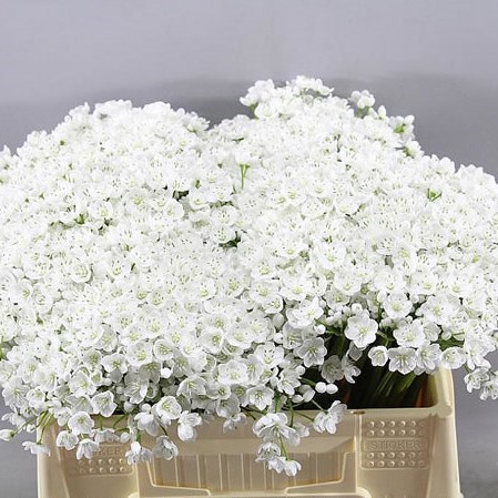 ALLIUM NEAPOLITANUM (SPRAY WHITE)