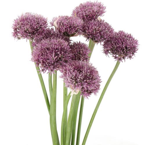 ALLIUM NEW YORK