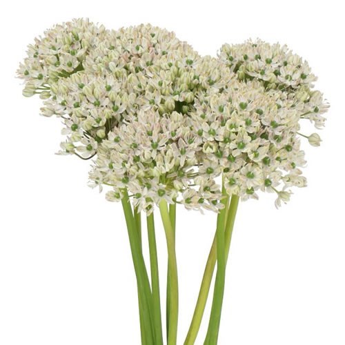 ALLIUM NIGRUM