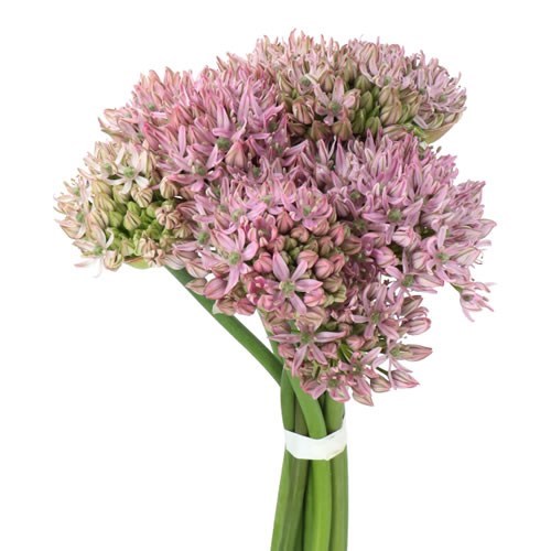 ALLIUM PINK JEWEL