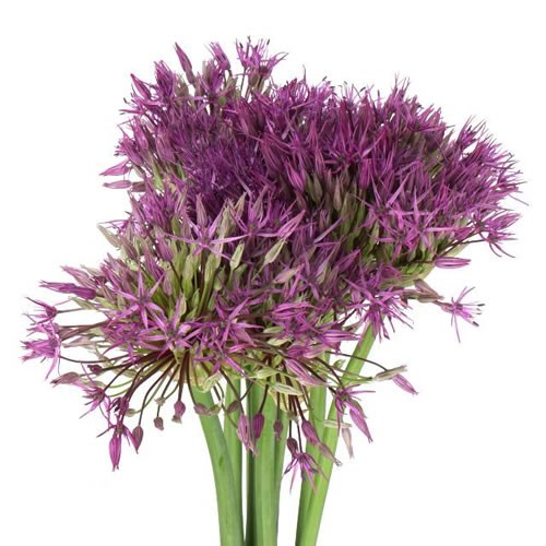ALLIUM PURPLE RAIN