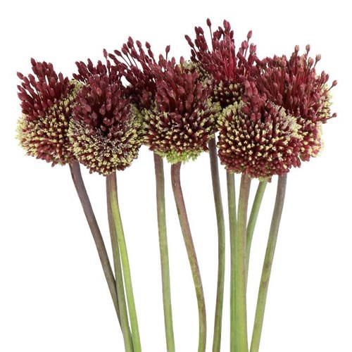 ALLIUM RED MOHICAN