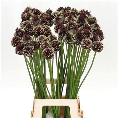 ALLIUM RED MOHICAN