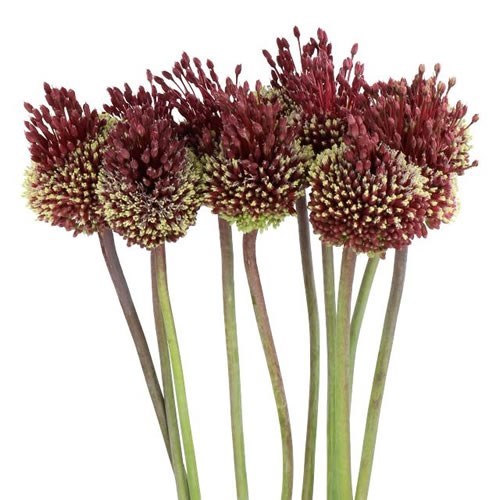 ALLIUM RED MOHICAN