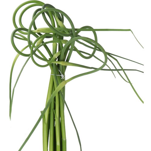 ALLIUM SAT OPHIOSCO