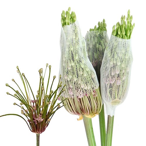 ALLIUM SCHUBERTII