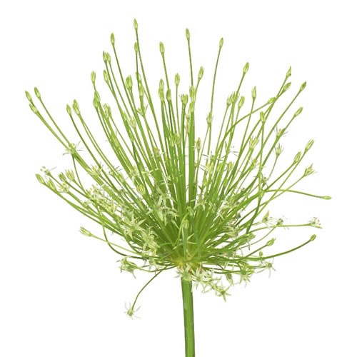 ALLIUM SCHUBERTII ARTIC SNOW