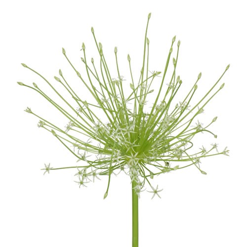 ALLIUM SCHUBERTII WHITE
