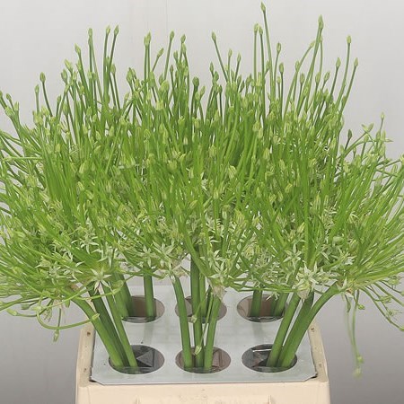 ALLIUM SCHUBERTII WHITE
