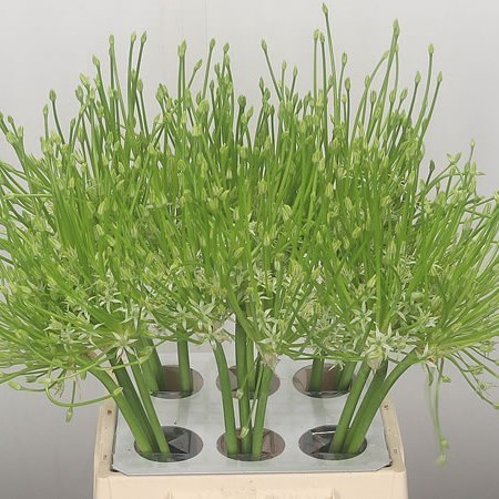 ALLIUM SCHUBERTII WHITE