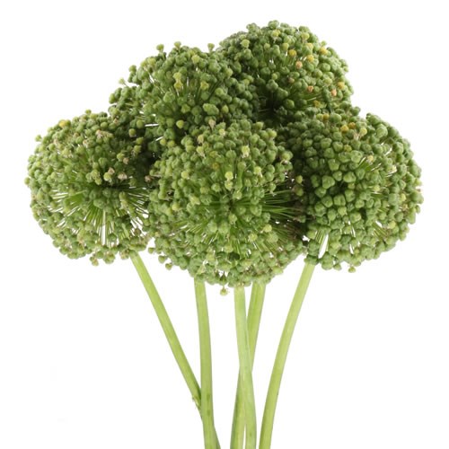 ALLIUM SEED PODS
