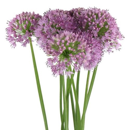 ALLIUM SENESCENS