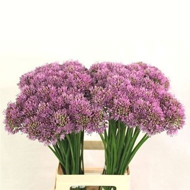 ALLIUM SENESCENS